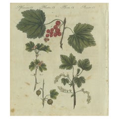 Groseilles à grappes et groseilles à maquereau d'un rouge vif : L'Elegance botanique de l'œuvre de Bertuch de 1805