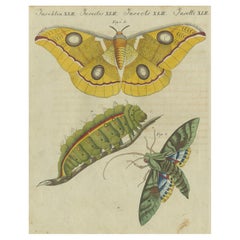 Splendid Saturn Moth and Green Hawkmoth: Exquisite Insects from a 1805 Work