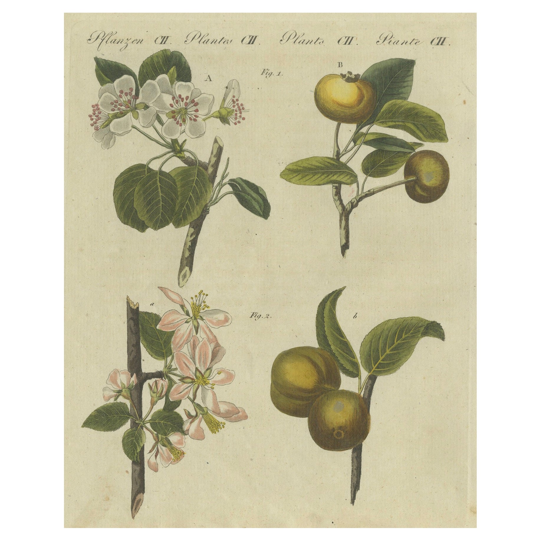 Fiori e frutti: Meli e peri illustrati in un'incisione del 1805