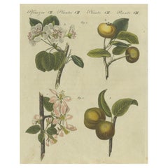 Blüten und Früchte: Apfel- und Birnenblütenbäume, illustriert in einem Stich aus dem Jahr 1805