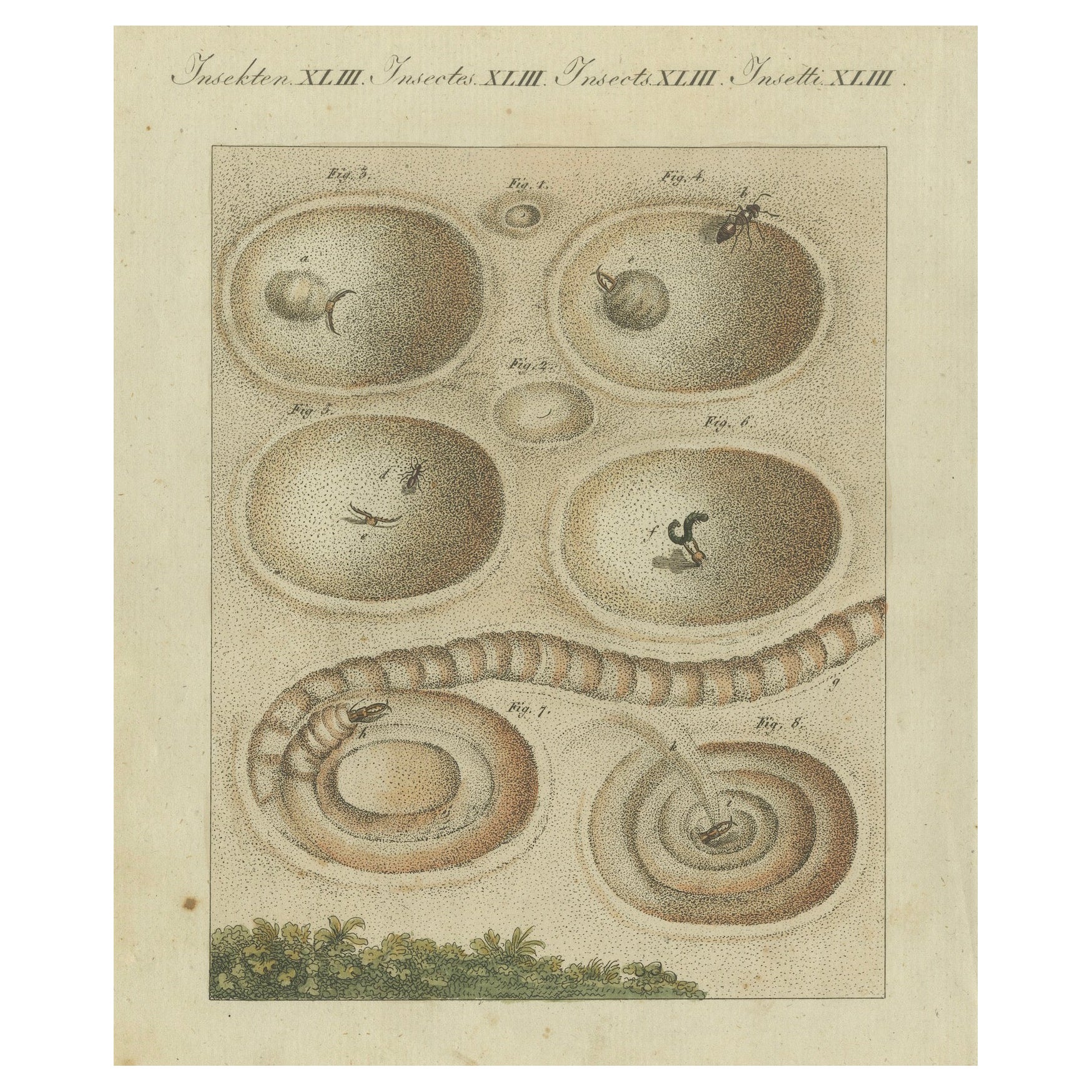 Intrincado Ciclo Vital y Hábitats de los Insectos: Grabado coloreado a mano, Bertuch, 1805