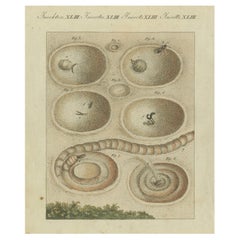 Intrincado Ciclo Vital y Hábitats de los Insectos: Grabado coloreado a mano, Bertuch, 1805