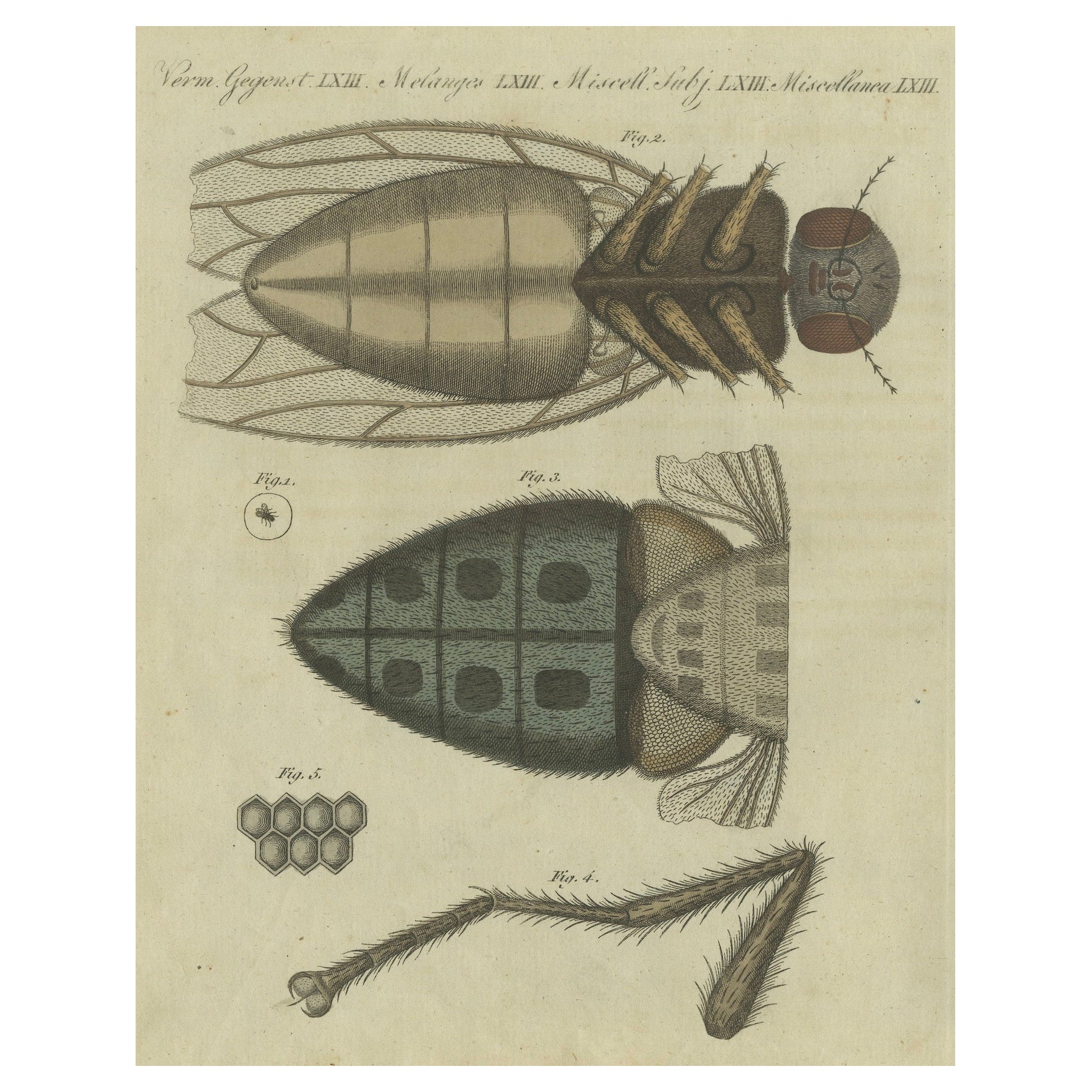 Detailed Study of the Housefly: Anatomy Under the Microscope, Bertuch, 1805
