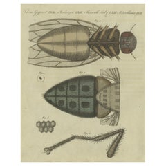 Detailed Study of the Housefly: Anatomy Under the Microscope, Bertuch, 1805