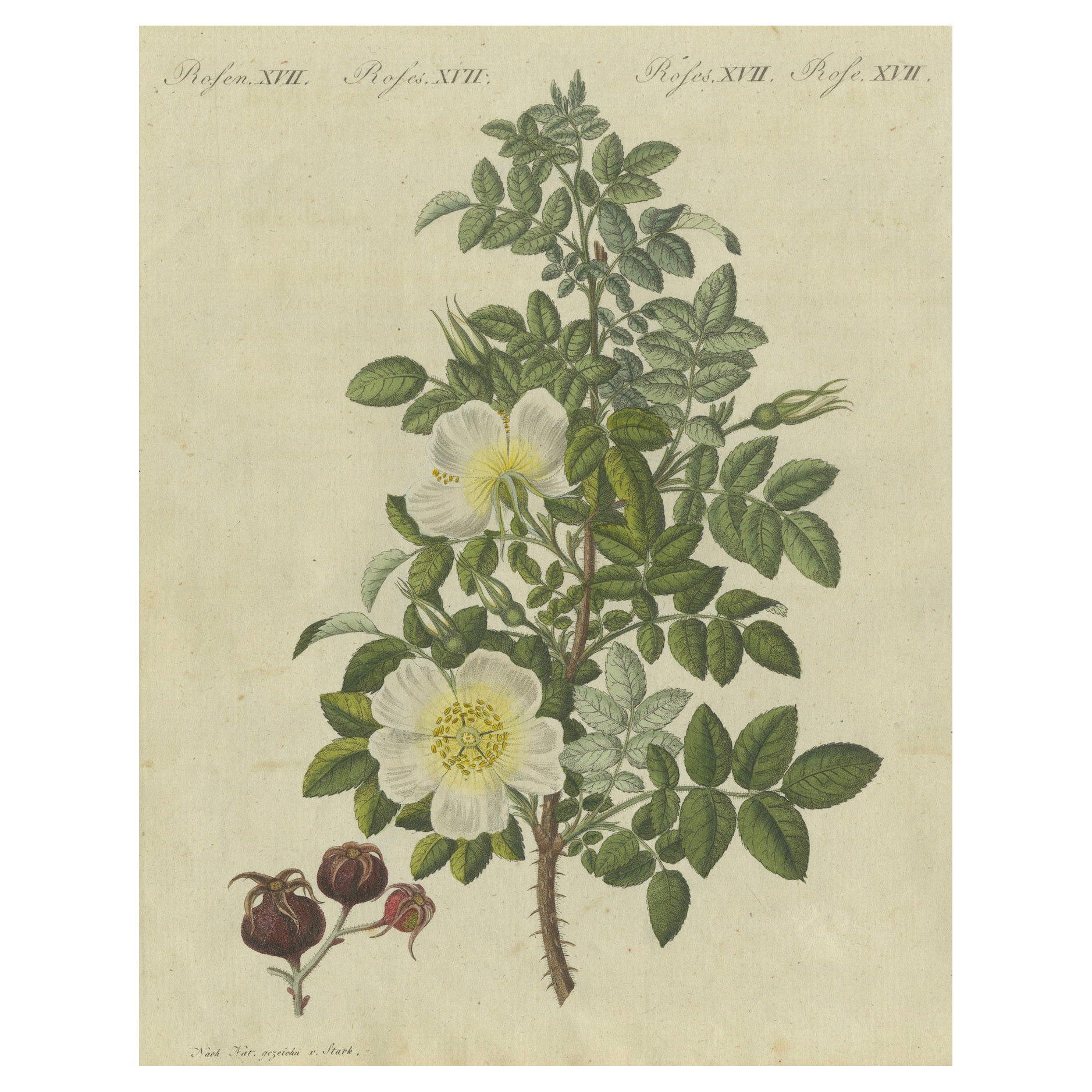 Studio botanico della rosa selvatica: Fiori delicati e fianchi maturi, Bertuch, 1805