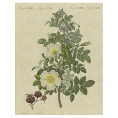 botanische Studie über WildRose: Zarte Blumen und geriffelte Hüften, Bertuch, 1805