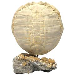 Large Bleached Snapper Turtle Shell On Calcite Crystals In Matrix