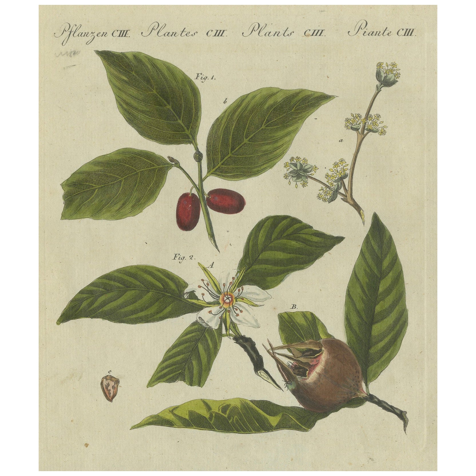 Níspero y cerezo de Cornelia: flores, frutos y semillas, Bertuch, 1805