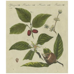 Níspero y cerezo de Cornelia: flores, frutos y semillas, Bertuch, 1805