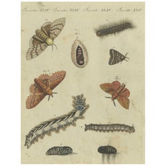 Ciclo vital de polillas y orugas: Etapas de la transformación, Bertuch, 1805