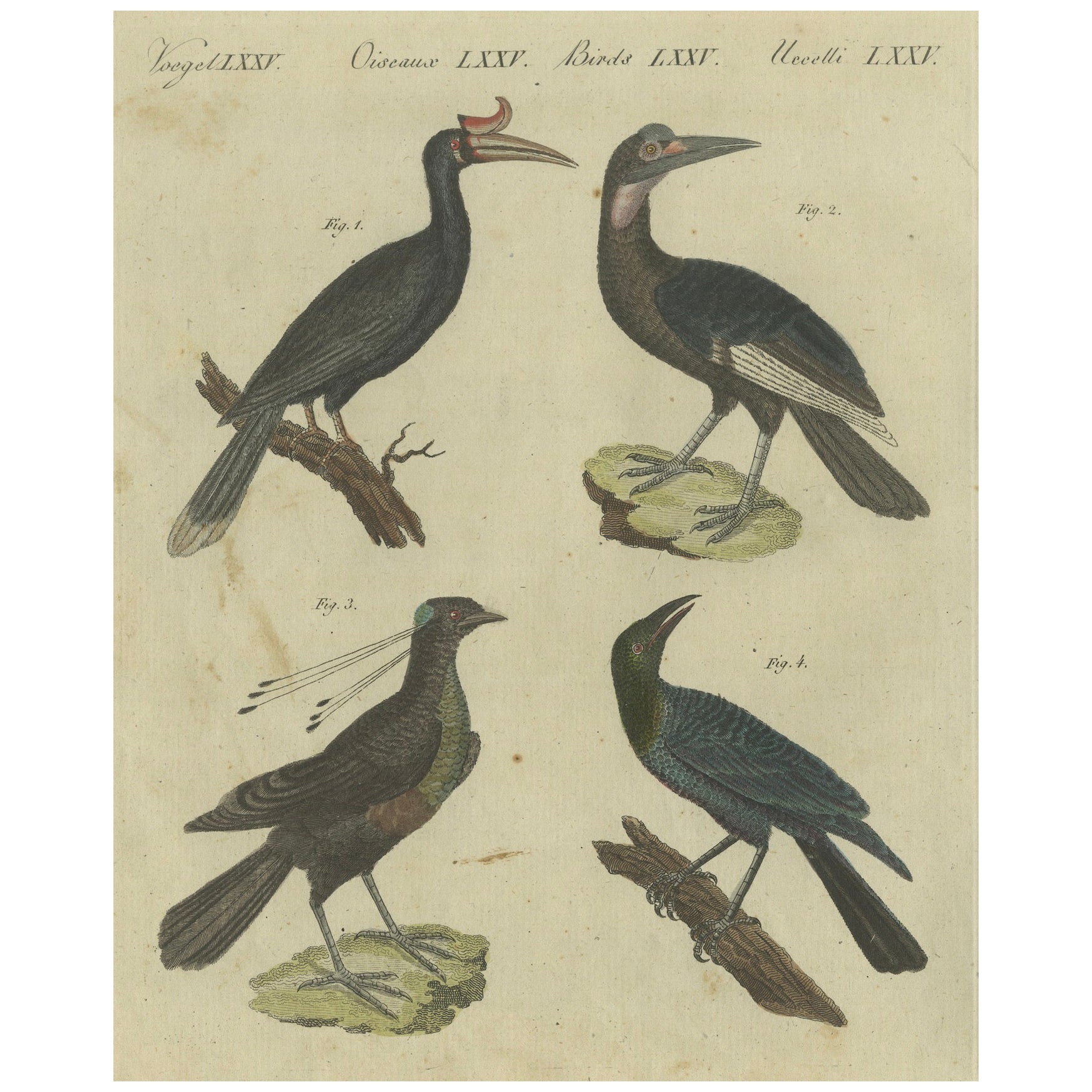 Aves exóticas: cálao, ave lira y estornino pinto grabados por Bertuch, 1805 en venta