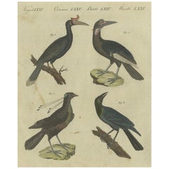 Exotische Vögel: Hornbill, Leiervogel und glänzender Sternling, graviert von Bertuch, 1805