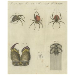 Antique European Garden Spider Anatomy: Variations, Silk Spinnerets, and Mandibles, 1805