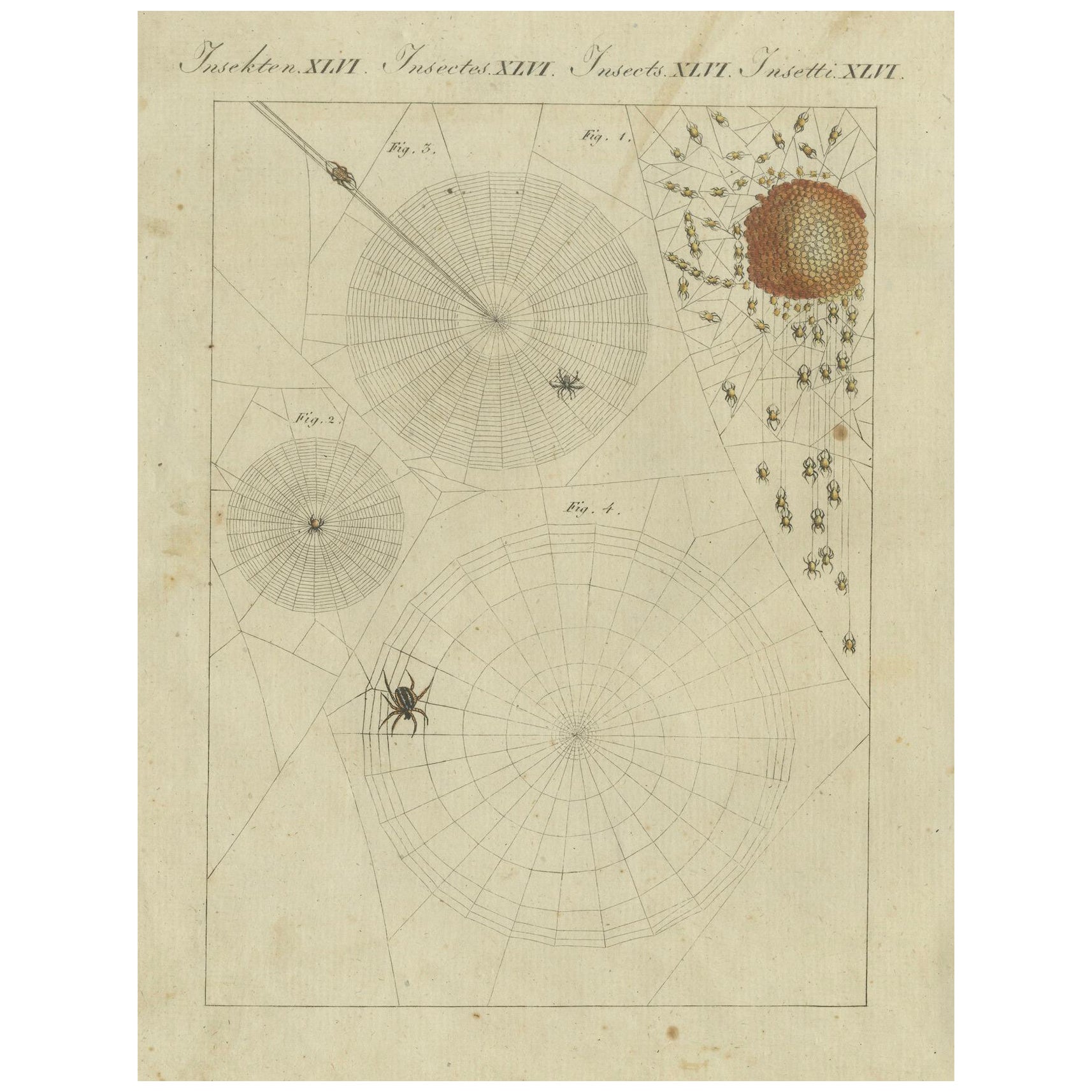 Web Designs of the European Garden Spider (Araneus diadematus), Engraved in 1805