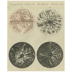 Mikroskopische Ansichten von Metallic-Kristallbäumen: Kupfer, Blei, Zinn und Zink, 1805
