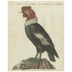 Andean Condor (Male) - Majestätischer Vultur gryphus Illustration von Bertuch, 1805