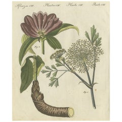 Galbanum und ungarischer Gentian: Seltene Medizinische Pflanzen, illustriert, 1805