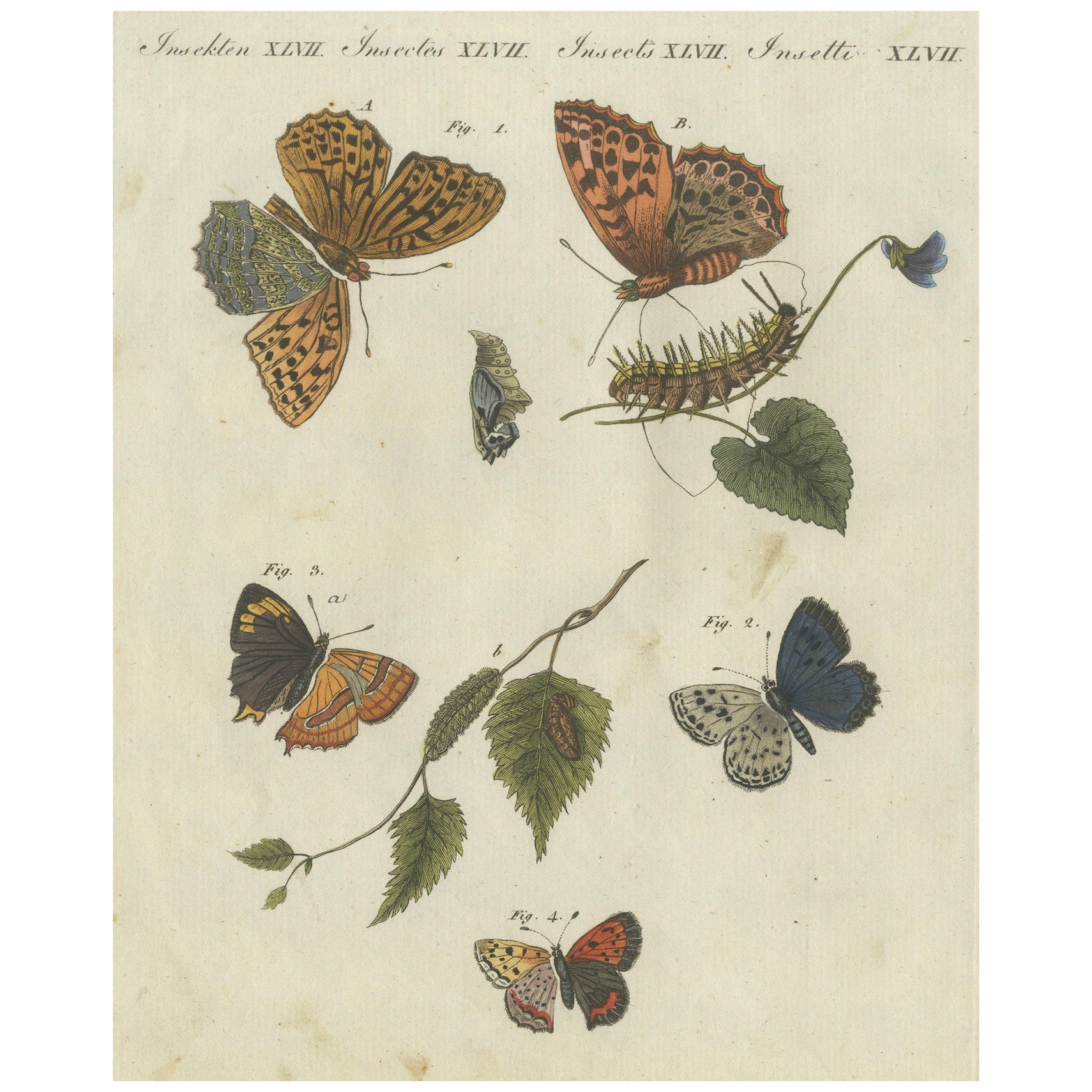 Silver-Washed Fritillary, Large Blue, Brown Hairstreak, Small Copper Butterflies For Sale