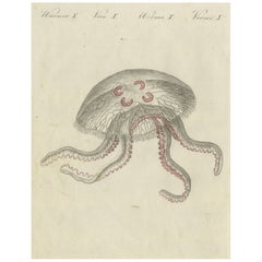 Eared Jellyfish: Detaillierte Gravur aus Bertuchs Children's Encyclopedia, 1805