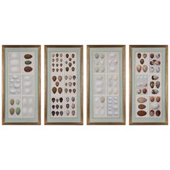 Antique Set of Four 19th Century Bird Egg Prints of English Native Species