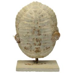 Decorated Bleached Fossil Turtle Shell on Base or Art Accessory