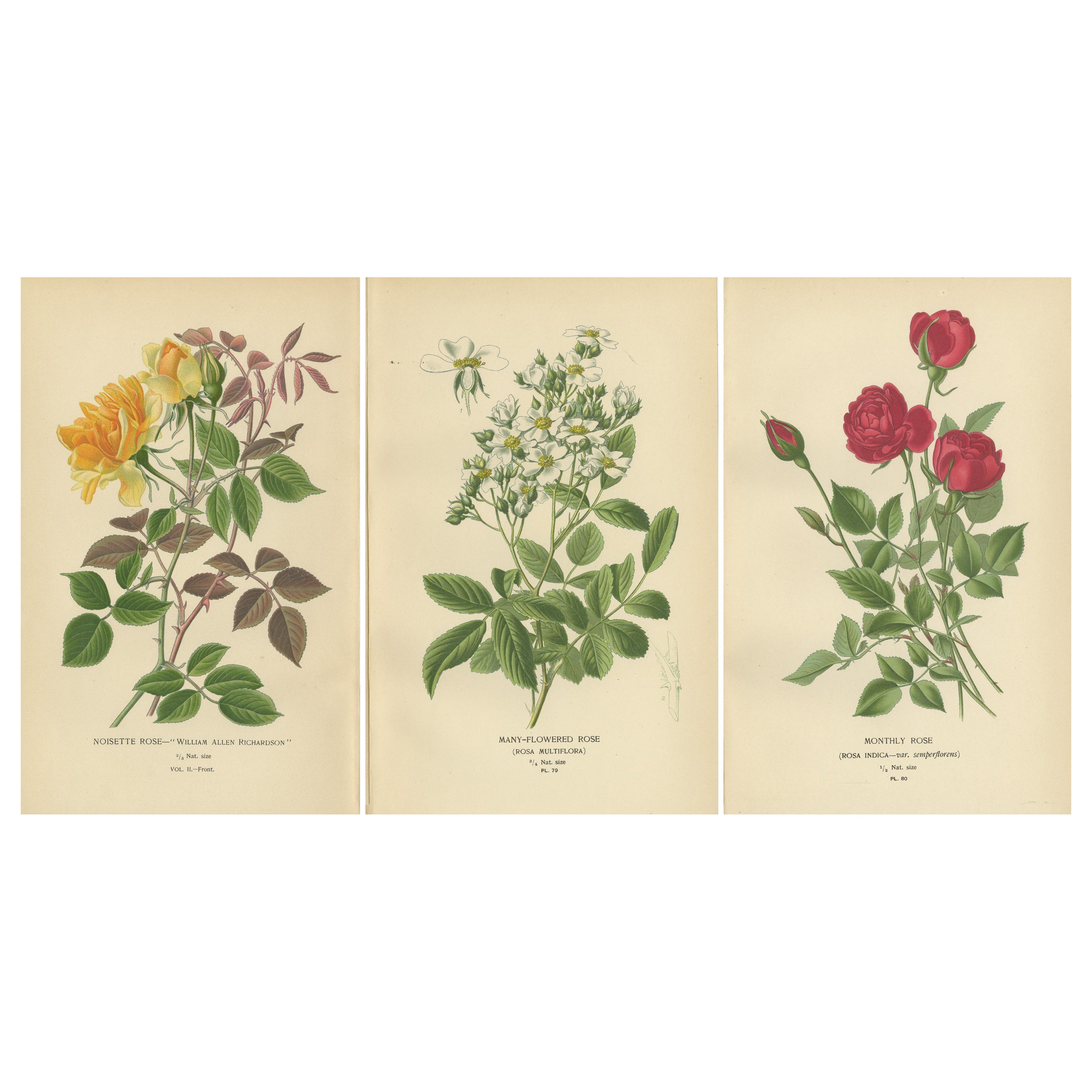 Antique Botanical Prints Collection: Roses and Greenhouse Favorites (1897)
