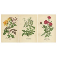 Antike botanische Drucke Kollektion: Rosen und Grünhouse Favorites (1897)