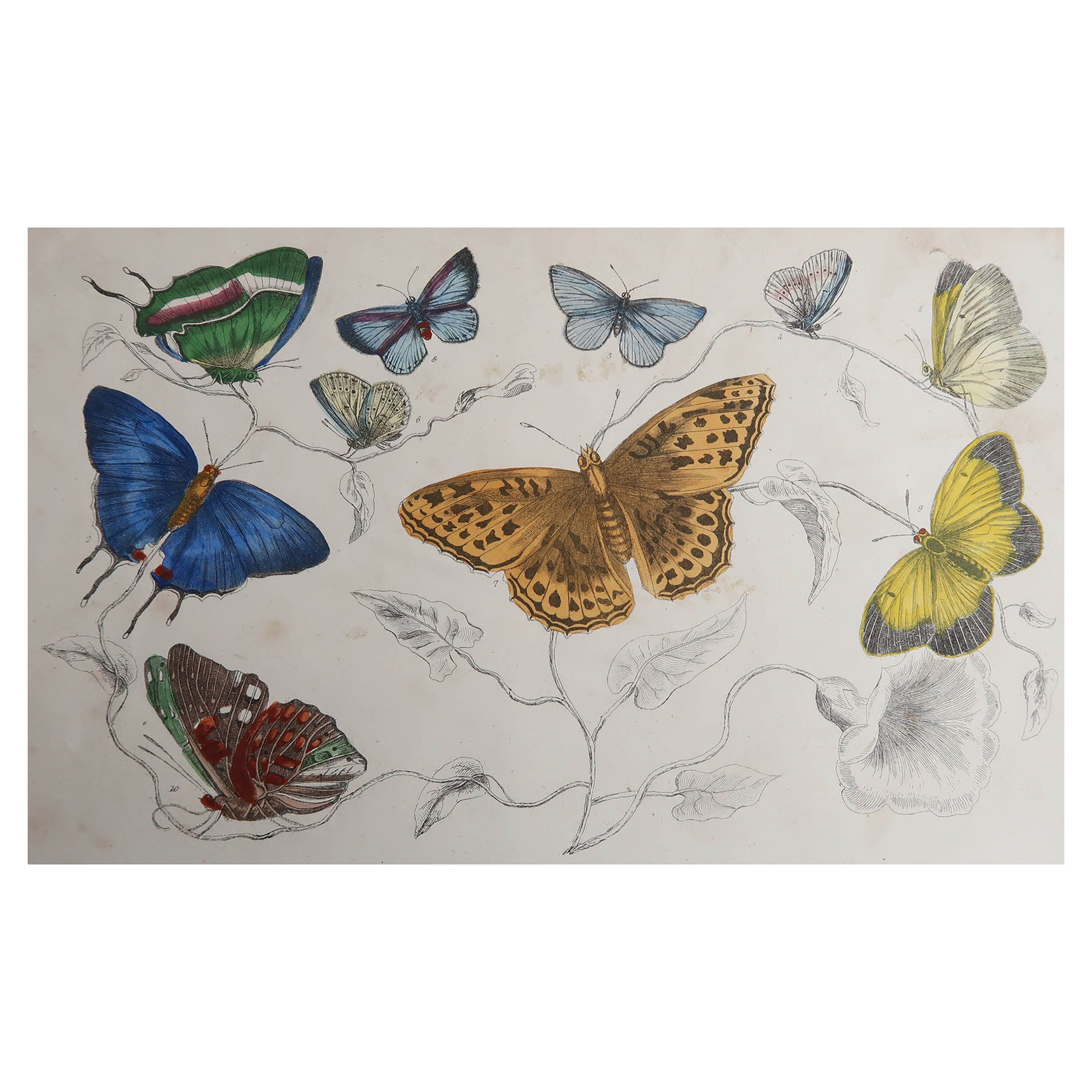 Original Antique Print of Butterflies, 1847, Unframed