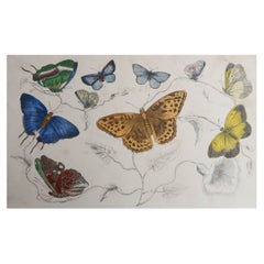 Impression ancienne originale de papillons, 1847, non encadrée