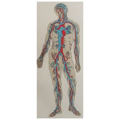 Original Vintage Medical Print-Blood Vessels, circa 1900