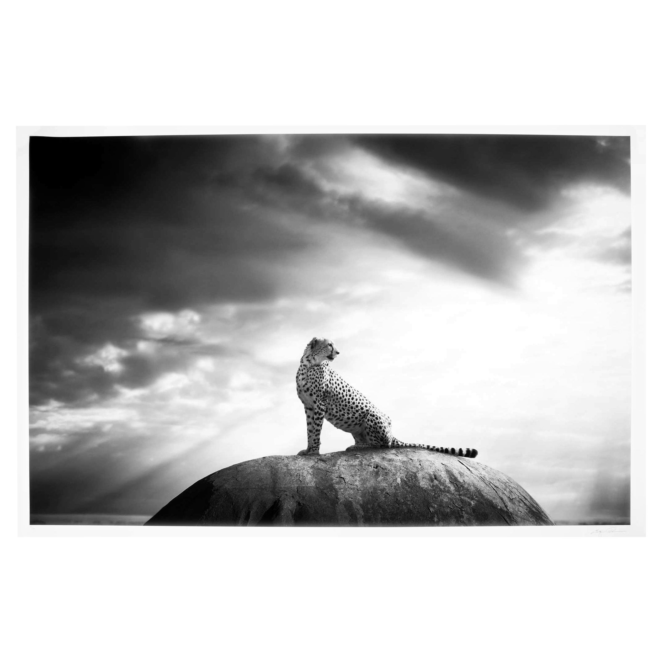 Large Editioned Photograph Cheetah's Throne by Bjorn Persson
