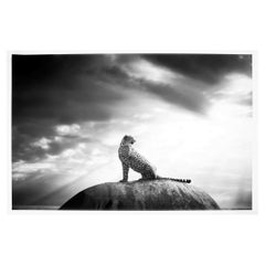 Photographie en grande édition Le Trône du Guépard par Bjorn Persson