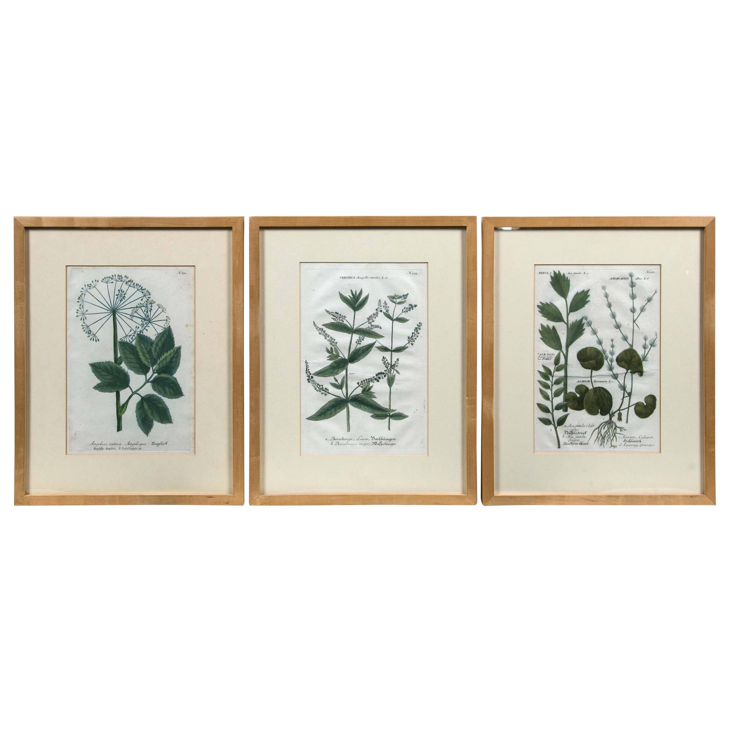 Set of Three Hand-Colored Botanical Prints, Late 18th Century