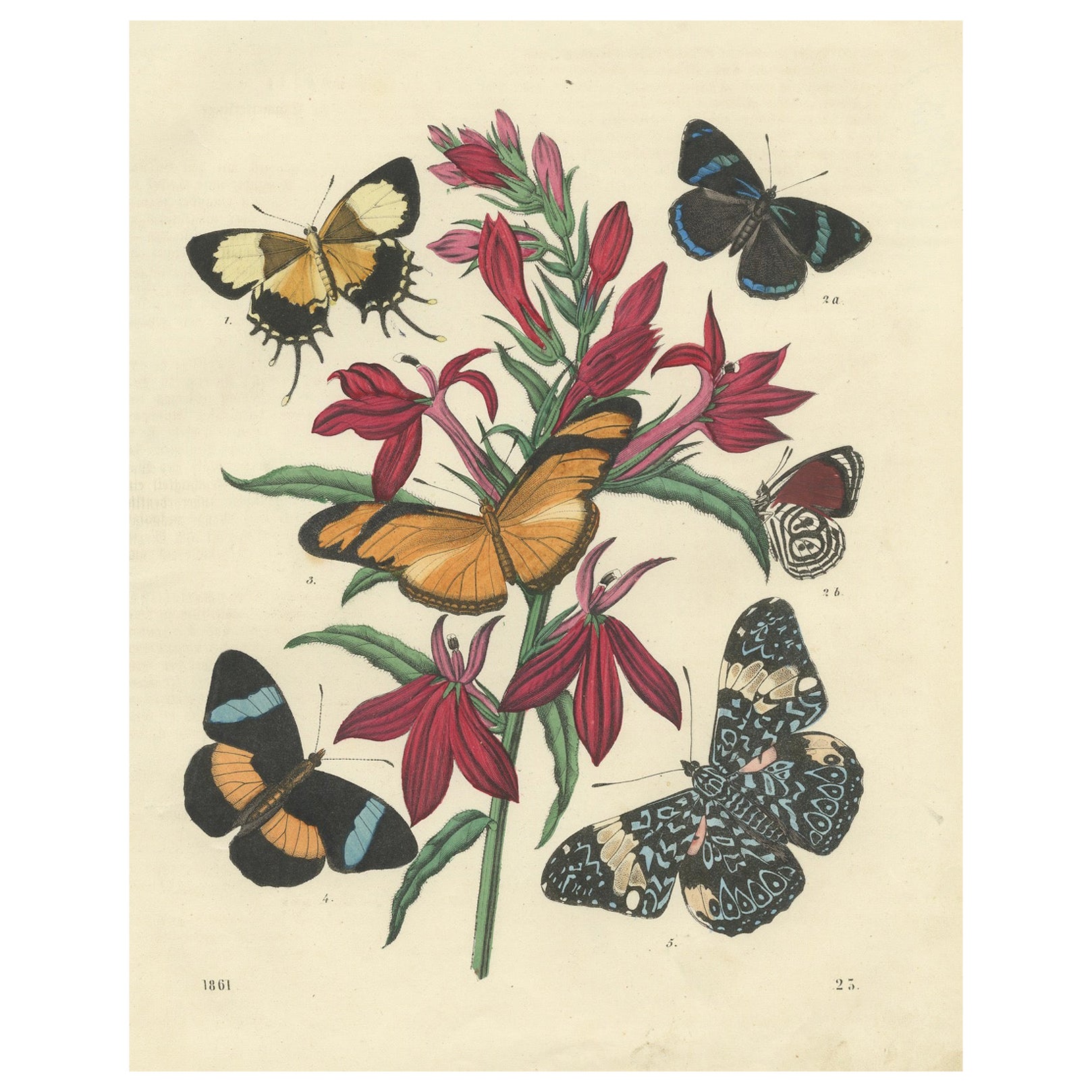 Litografia del 1861 colorata a mano di farfalle e fiori botanici