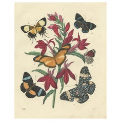 1861 Hand-Colored Lithograph of Butterflies and Botanical Flowers
