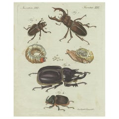 Antique Stag Beetles and Rhinoceros Beetles, 1798 Hand-Colored Copperplate Engraving