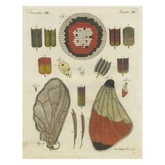Antique Detailed Study of Butterfly Wing Structures, 1798 Hand-Colored Engraving
