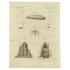 Termite Life Cycle and Nest Structure, 1798 Hand-Colored Engraving