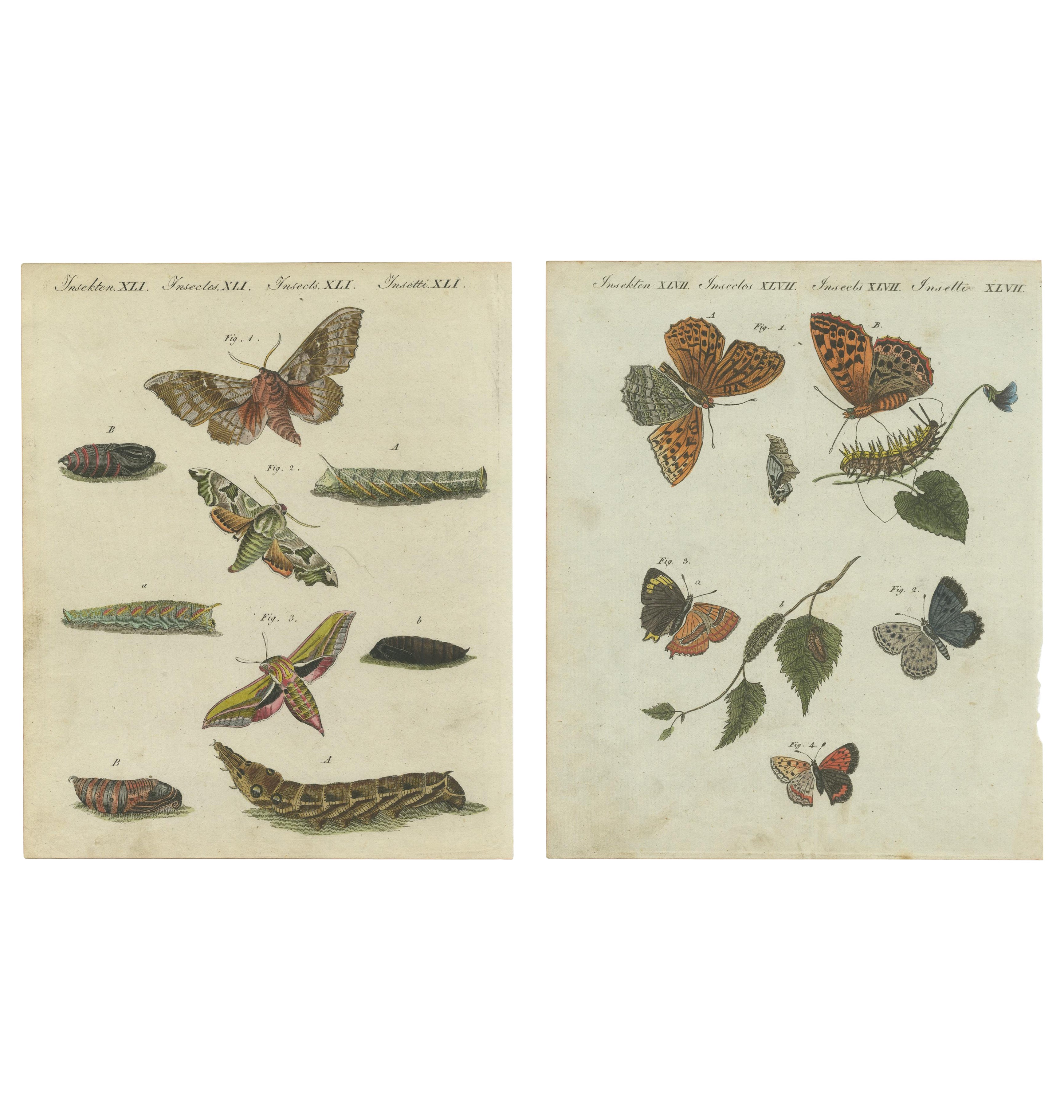 Polillas de Halcón y Mariposas: Grabados coloreados a mano, publicados en 1805