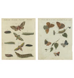 Hawk-Moths and Butterflies: Handkolorierte Gravuren, veröffentlicht 1805