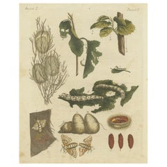 Silkworm Metamorphosis: Hand-Colored Engraving from Bertuch's "Bilderbuch, 1792