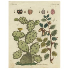 Antique Cochineal Cactus and Kermes Oak: Hand-Colored Engraving from 1798