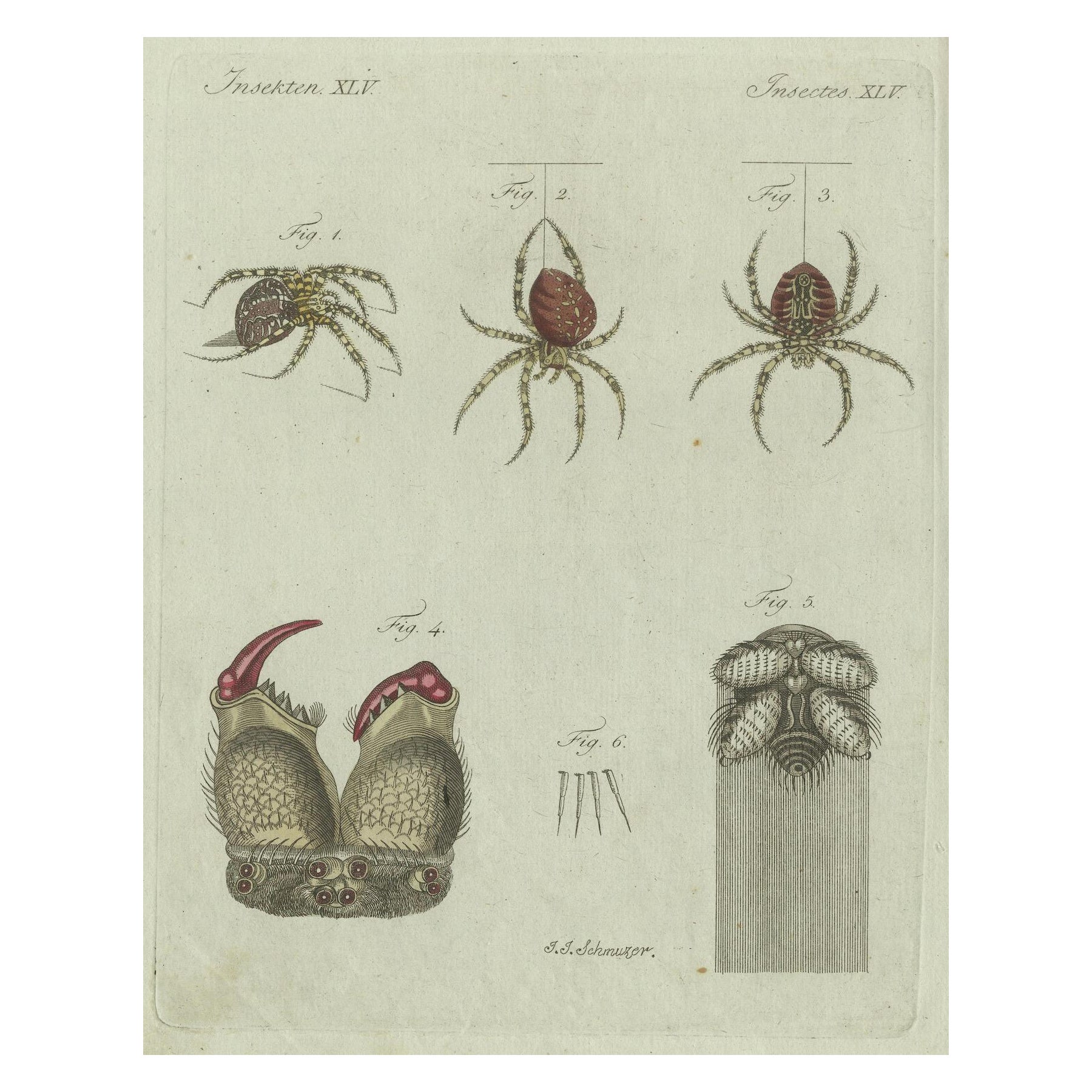 European Garden Spider Anatomy: Hand-Colored Engraving from Bertuch, 1798