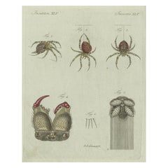 Antique European Garden Spider Anatomy: Hand-Colored Engraving from Bertuch, 1798