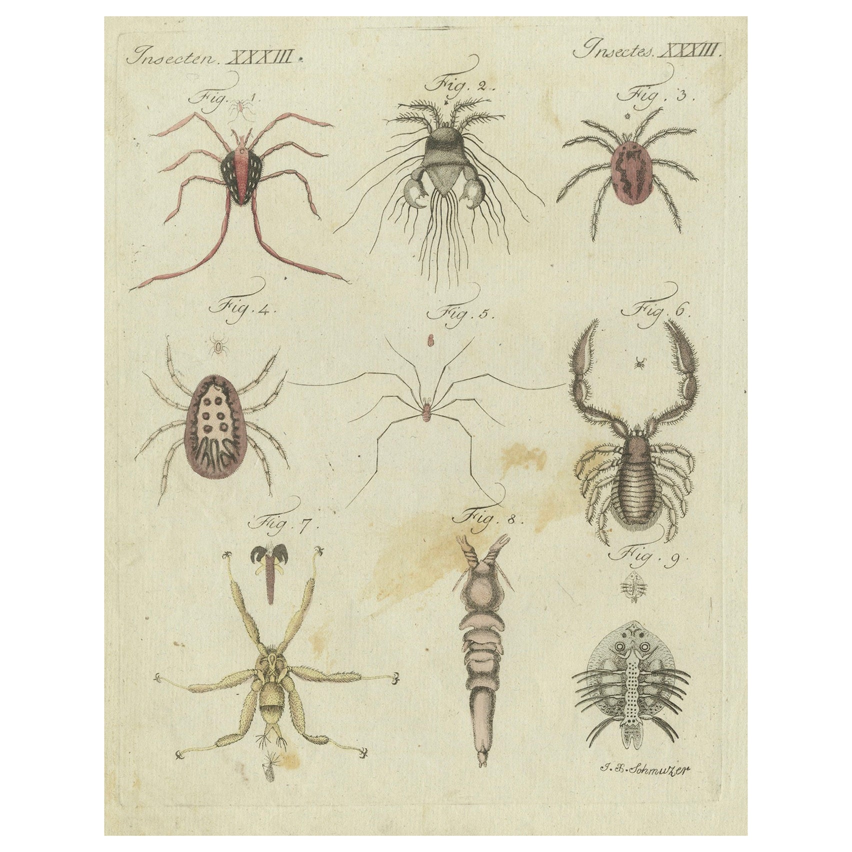 Mites and Spiders: Hand-Colored Engraving from Bertuch's Bilderbuch für Kinder For Sale