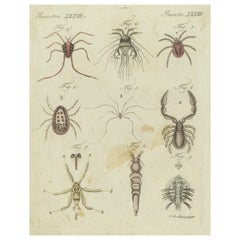 Mites and Spiders: Hand-Colored Engraving from Bertuch's Bilderbuch für Kinder