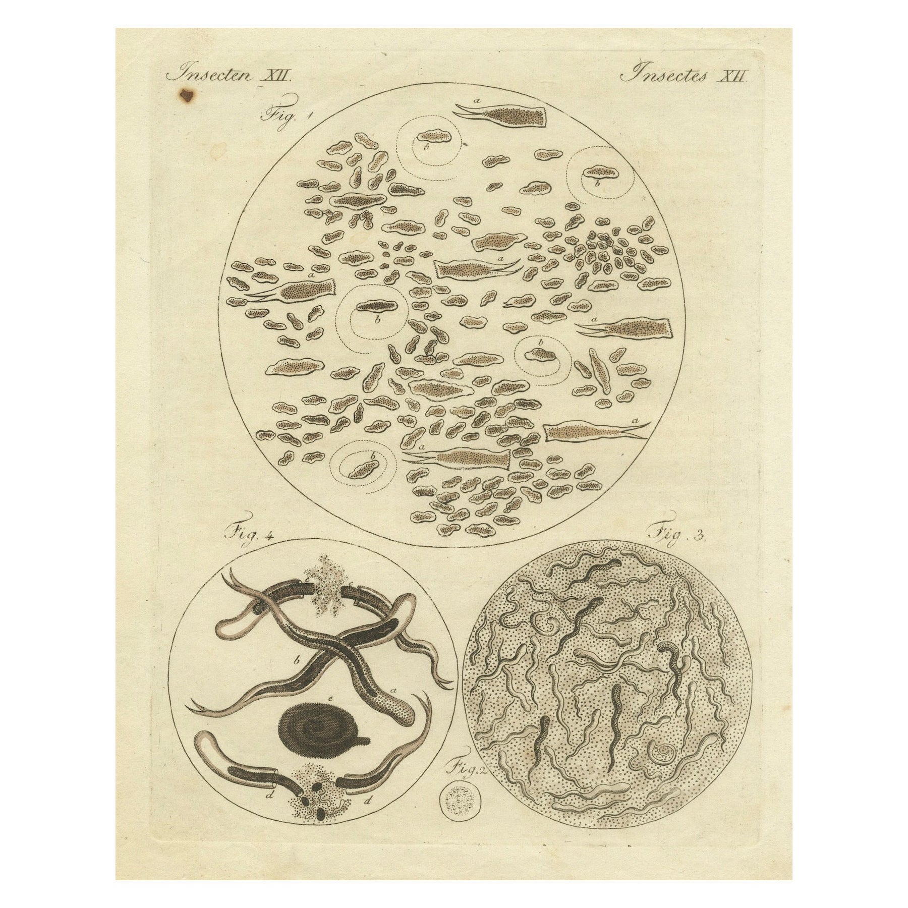 Microscopic Study of Insect Anatomy: Hand-Colored Engraving from Bertuch, 1798