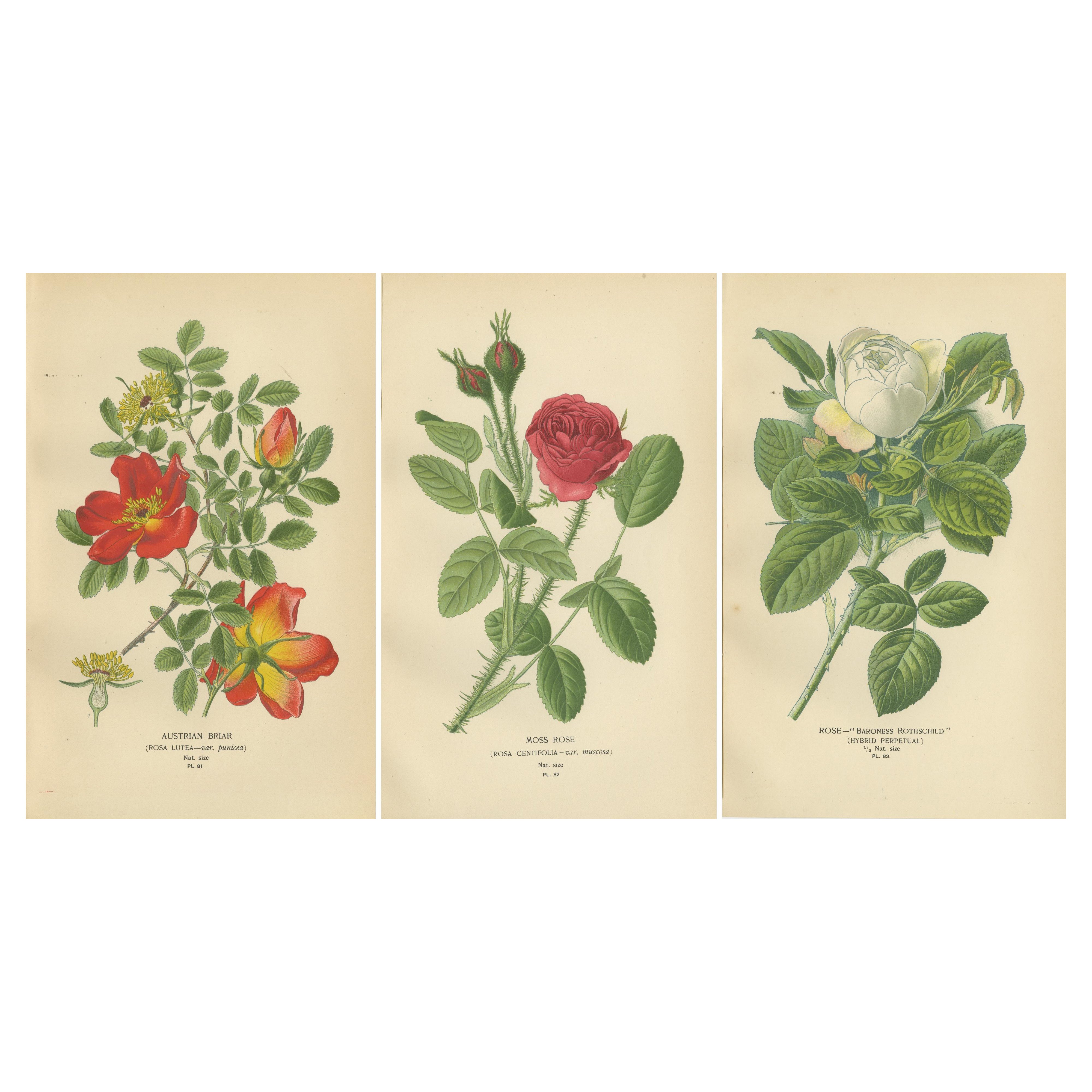Antique Botanical Rose Prints: Austrian Briar, Moss Rose & Baroness Rothschild