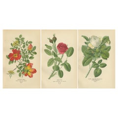 Estampas antiguas de rosas botánicas: Zarza austriaca, Rosa de musgo y Baronesa Rothschild