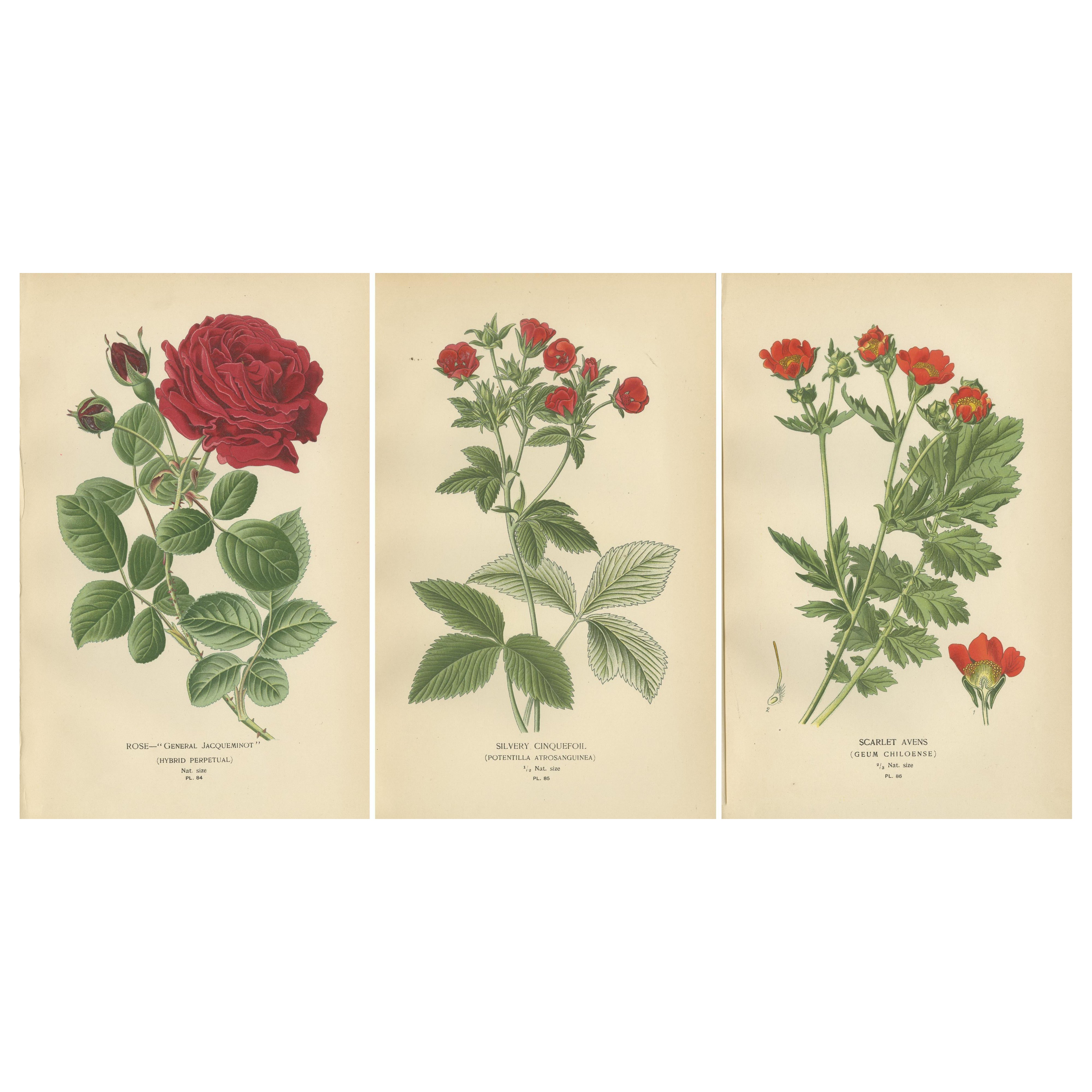 Botanical Prints: General Jacqueminot Rose, Silvery Cinquefoil & Scarlet Avens For Sale